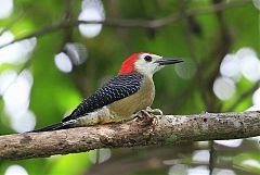 Jamaican Woodpecker